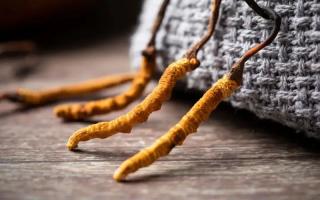 冬蟲(chóng)夏草的真實(shí)作用，冬蟲(chóng)夏草主要有什么成分