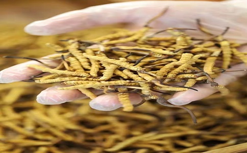 冬蟲夏草是如何保養我們的身體健康的呢