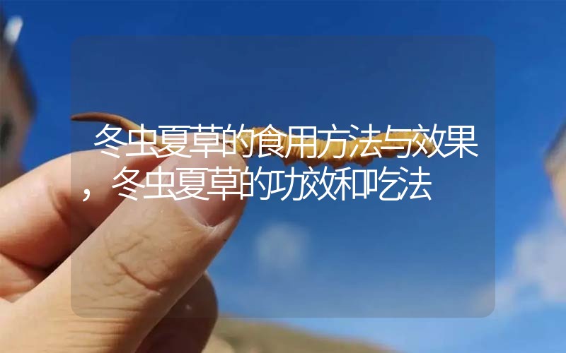 冬蟲夏草的食用方法與效果，冬蟲夏草的食用方法！