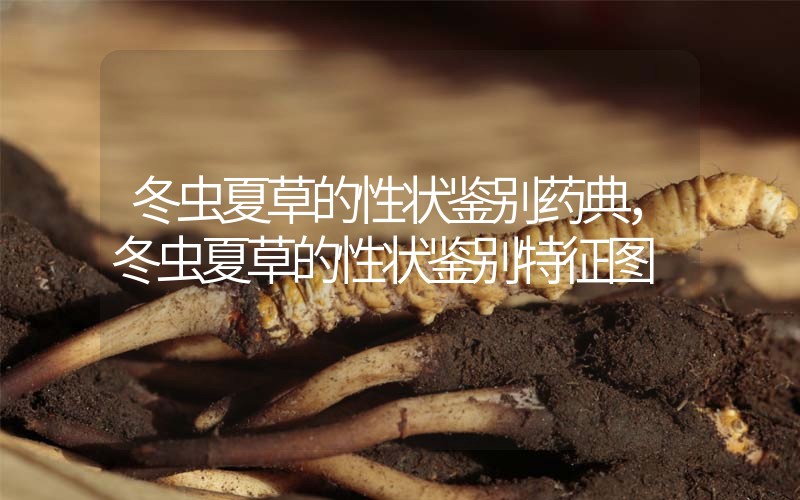 冬蟲夏草的性狀鑒別藥典，冬蟲夏草的性狀鑒別特征圖