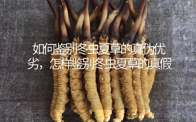 如何鑒別冬蟲夏草的真?zhèn)蝺?yōu)劣，怎樣鑒別冬蟲夏草的真假