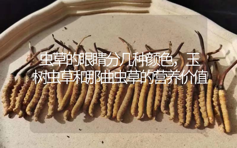 蟲草的眼睛分幾種顏色，玉樹蟲草和那曲蟲草的營養價值
