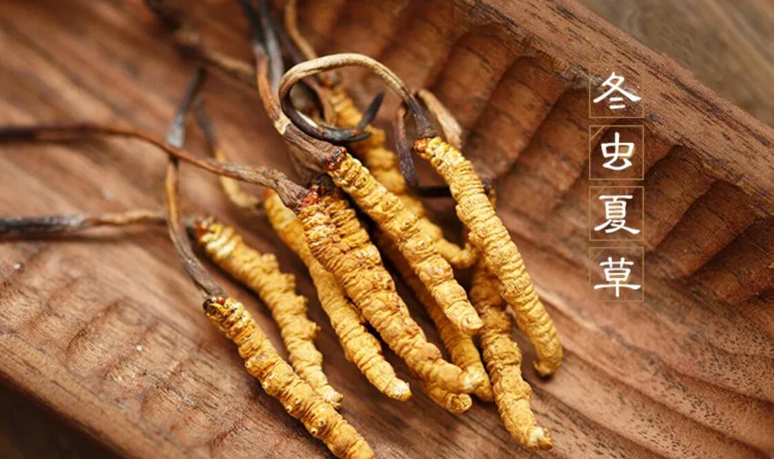 冬蟲夏草有什么藥用價值？冬蟲夏草作用與效果