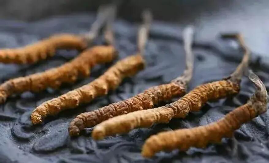 冬蟲夏草這么吃法，可以補(bǔ)腎活血，延緩衰老！