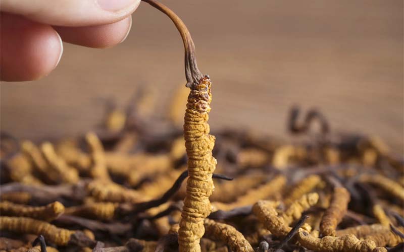 冬蟲夏草產地主要在哪個省