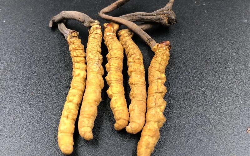 冬蟲夏草作用對產婦有什么效果