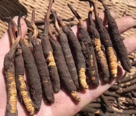 <a href=http://m.gmsign.com.cn/xinxian/ target=_blank class=infotextkey>新<a href=http://m.gmsign.com.cn/xinxian/ target=_blank class=infotextkey>鮮冬蟲夏草</a></a>