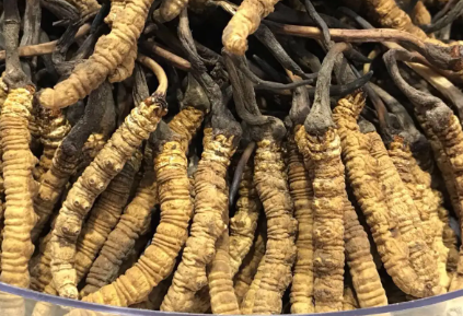 吃冬蟲夏草會出現過敏情況嗎？冬蟲夏草適合什么人吃？