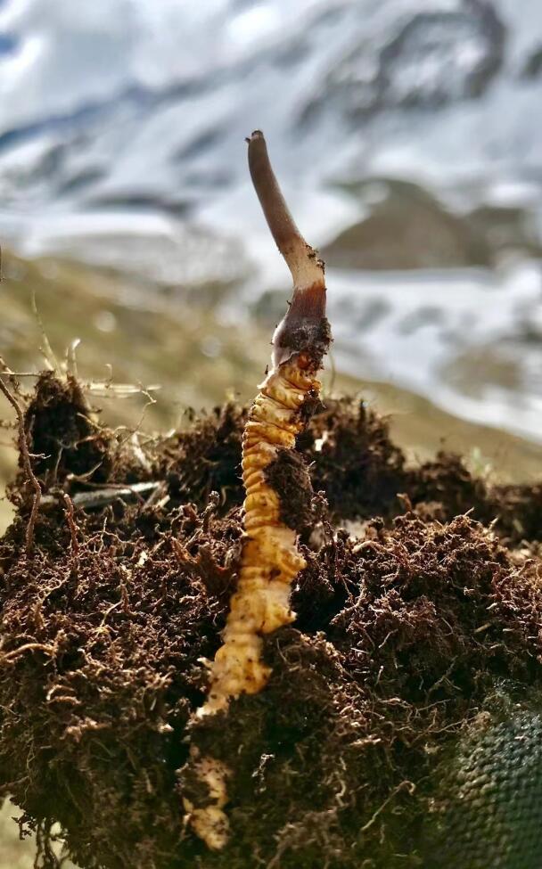 冬蟲夏草產地的生態因素主要包括哪些