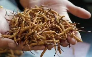 冬蟲夏草的產地鑒別