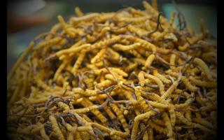 冬蟲(chóng)夏草與冬季咳嗽