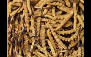 影響新鮮冬蟲夏草品質的因素有哪些？