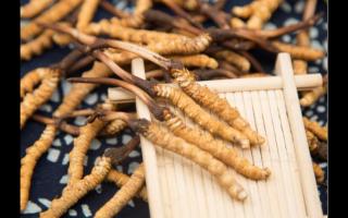 正宗的冬蟲(chóng)夏草去哪里買？
