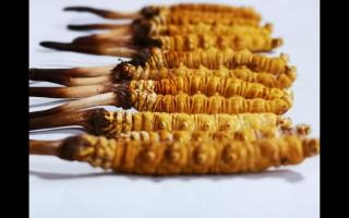 冬蟲夏草的采摘時間與保存方法？