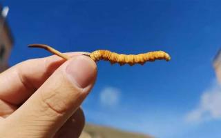 如何辨別冬蟲夏草的等級(jí)？?jī)r(jià)格是否存在差異？