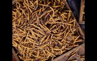 了解一下：冬蟲夏草的產地和采摘方式！