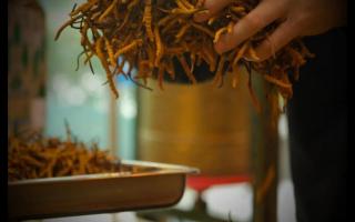 冬蟲(chóng)夏草老草與新草有何區(qū)別！