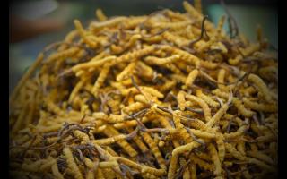 各個產(chǎn)地的冬蟲夏草都有何區(qū)別！