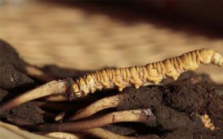 關于冬蟲夏草您了解多少！