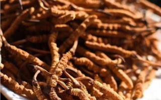 如何根據(jù)自己的需求去采購(gòu)冬蟲夏草！