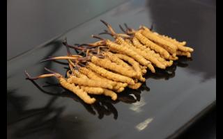 青海冬蟲夏草純粉片和冬蟲夏草粉有何不同？