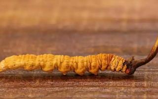 冬蟲夏草的形態特征及鑒別方法！