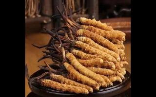 冬蟲夏草簡介：來源、分類和特點(diǎn)！