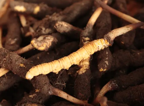 野生冬蟲夏草和人工種植的冬蟲夏草有什么區別