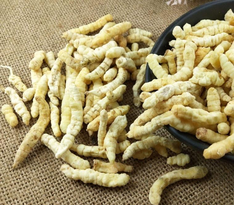 冬蟲夏草和白蟲草有什么區別？