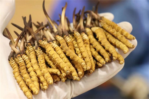 鮮冬蟲夏草的營養價值
