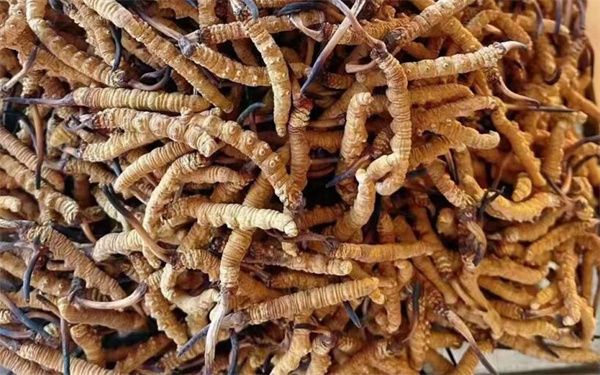 冬蟲夏草怎么看壞沒壞？影響冬蟲夏草品質的6個因素