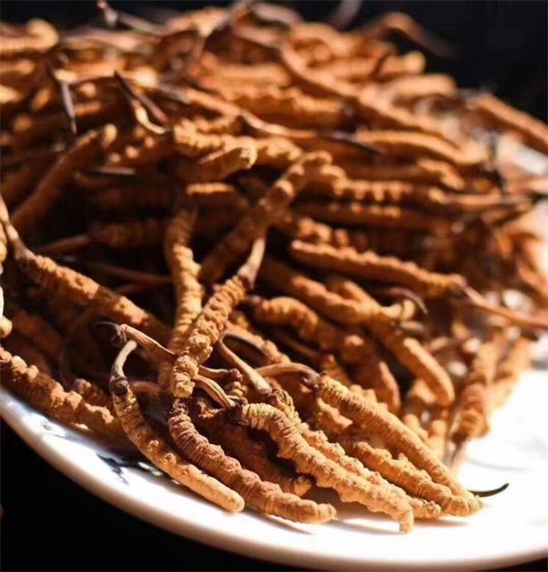 冬蟲夏草的生長過程 冬蟲夏草的生長需要特定的環境條件和時間周期