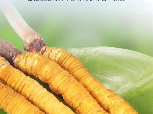 人參冬蟲夏草燉湯行嗎?人參燉冬蟲夏草的營養價值