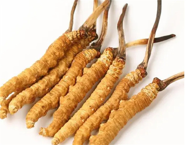 男人適合食用冬蟲夏草嗎？冬蟲夏草的藥用價值