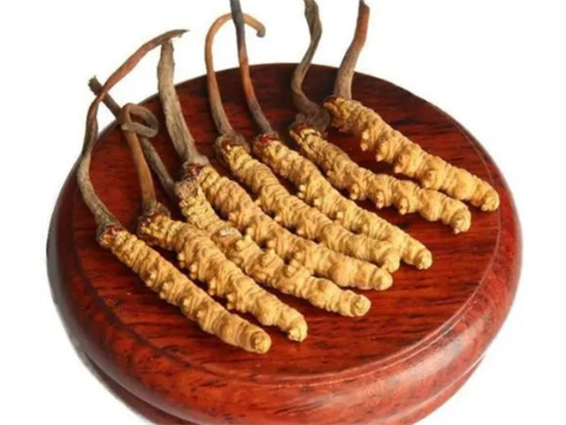 老人能吃冬蟲夏草嗎？老年人食用冬蟲夏草的4個好處