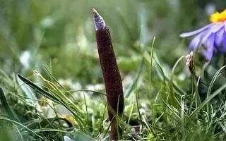 野生冬蟲夏草和人工冬蟲夏草的區別