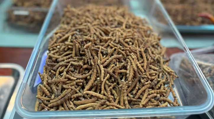 冬蟲夏草批發采購_蟲草產地直供_蟲草價格_蟲草批發網 - 西藏那曲蟲草網