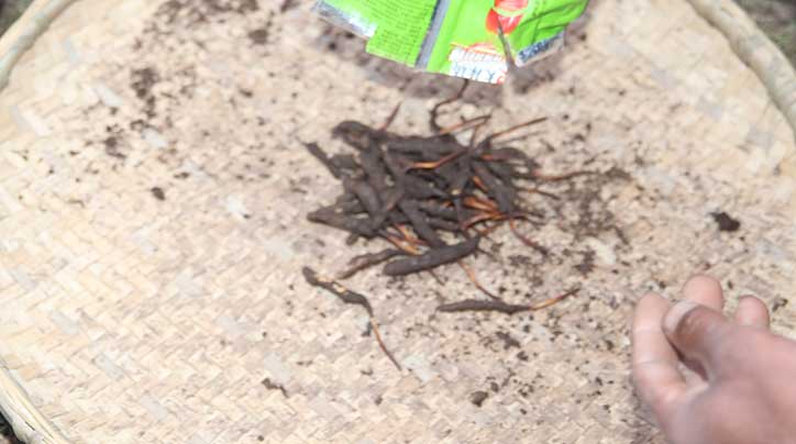 蟲草哪個地方產的好