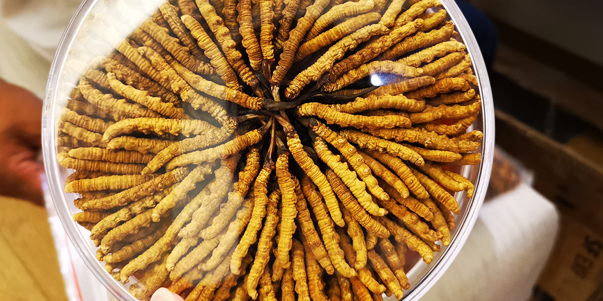 冬蟲夏草燉雞湯——滋補養生的佳選