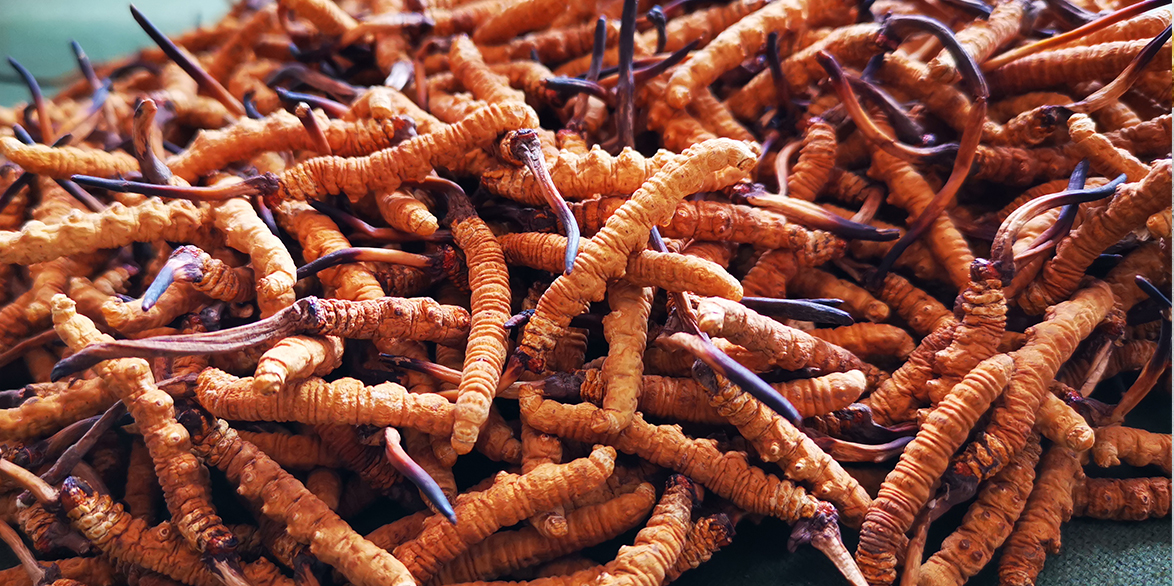 那曲冬蟲夏草與拉薩冬蟲夏草有什么區別