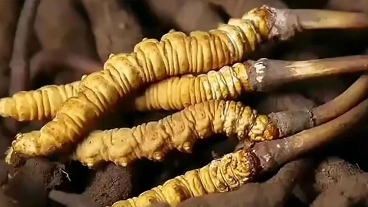  那曲蟲草市場亂象揭秘：如何避免買到假貨？