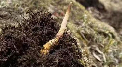  <a href=http://m.gmsign.com.cn/xinxian/ target=_blank class=infotextkey>鮮冬蟲夏草</a>的多樣食用方法