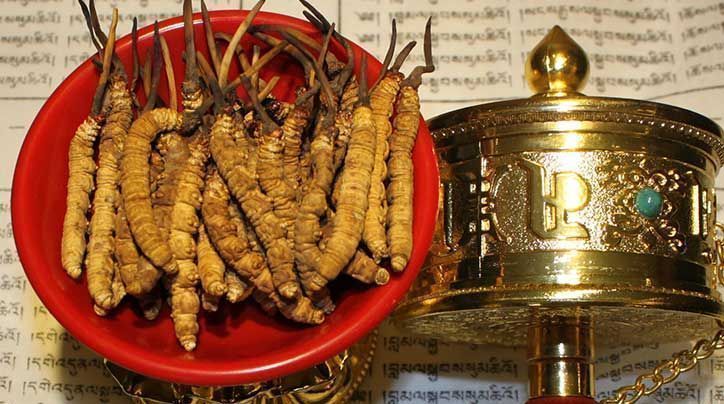 <a href=http://m.gmsign.com.cn/ target=_blank class=infotextkey>那曲<a href=http://m.gmsign.com.cn/ target=_blank class=infotextkey>冬蟲夏草</a></a>的有哪些藥用價值