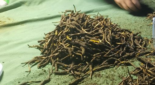 <a href=http://m.gmsign.com.cn/xinxian/ target=_blank class=infotextkey>鮮冬蟲夏草</a>的正確食用方法指南