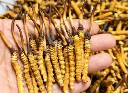 <a href=http://m.gmsign.com.cn/sdph/zcw/ target=_blank class=infotextkey>珍草王冬蟲夏草</a>是真的嗎？