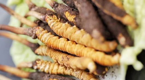 <a href=http://m.gmsign.com.cn/xinxian/ target=_blank class=infotextkey>鮮冬蟲夏草</a>功效與食用方法詳解