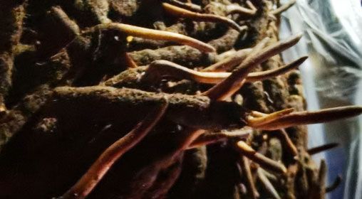 <a href=http://m.gmsign.com.cn/xinxian/ target=_blank class=infotextkey>新<a href=http://m.gmsign.com.cn/xinxian/ target=_blank class=infotextkey>鮮冬蟲夏草</a></a>的多種食用方法