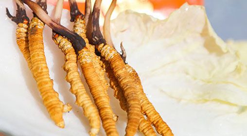 <a href=http://m.gmsign.com.cn/xinxian/ target=_blank class=infotextkey>新<a href=http://m.gmsign.com.cn/xinxian/ target=_blank class=infotextkey>鮮冬蟲夏草價格</a></a>  