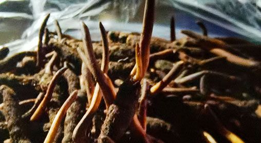 <a href=http://m.gmsign.com.cn/xinxian/ target=_blank class=infotextkey>新<a href=http://m.gmsign.com.cn/xinxian/ target=_blank class=infotextkey>鮮冬蟲夏草</a></a>營(yíng)養(yǎng)有哪些呢