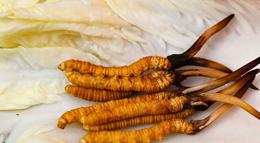 那曲雪域<a href=http://m.gmsign.com.cn/xinxian/ target=_blank class=infotextkey>新<a href=http://m.gmsign.com.cn/xinxian/ target=_blank class=infotextkey>鮮冬蟲夏草</a></a>